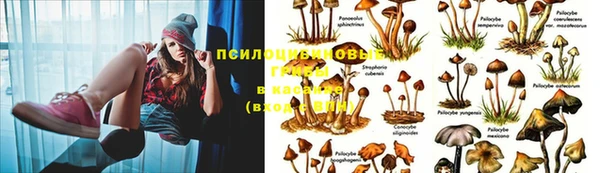 ПСИЛОЦИБИНОВЫЕ ГРИБЫ Горно-Алтайск